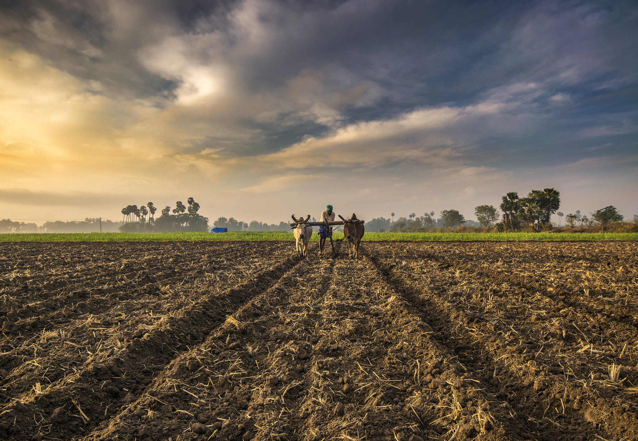 Agricultural Produce