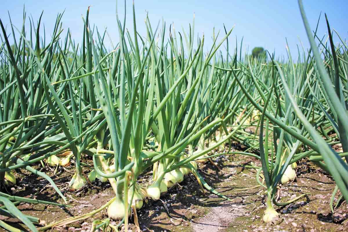 Indori Onion