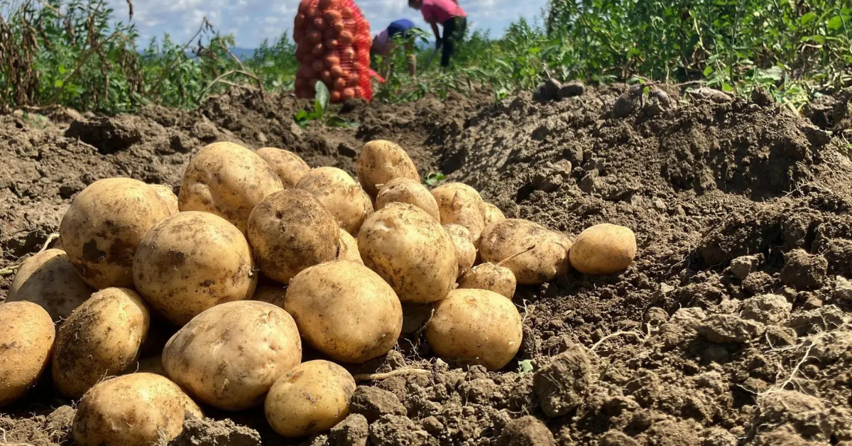 Potatoes